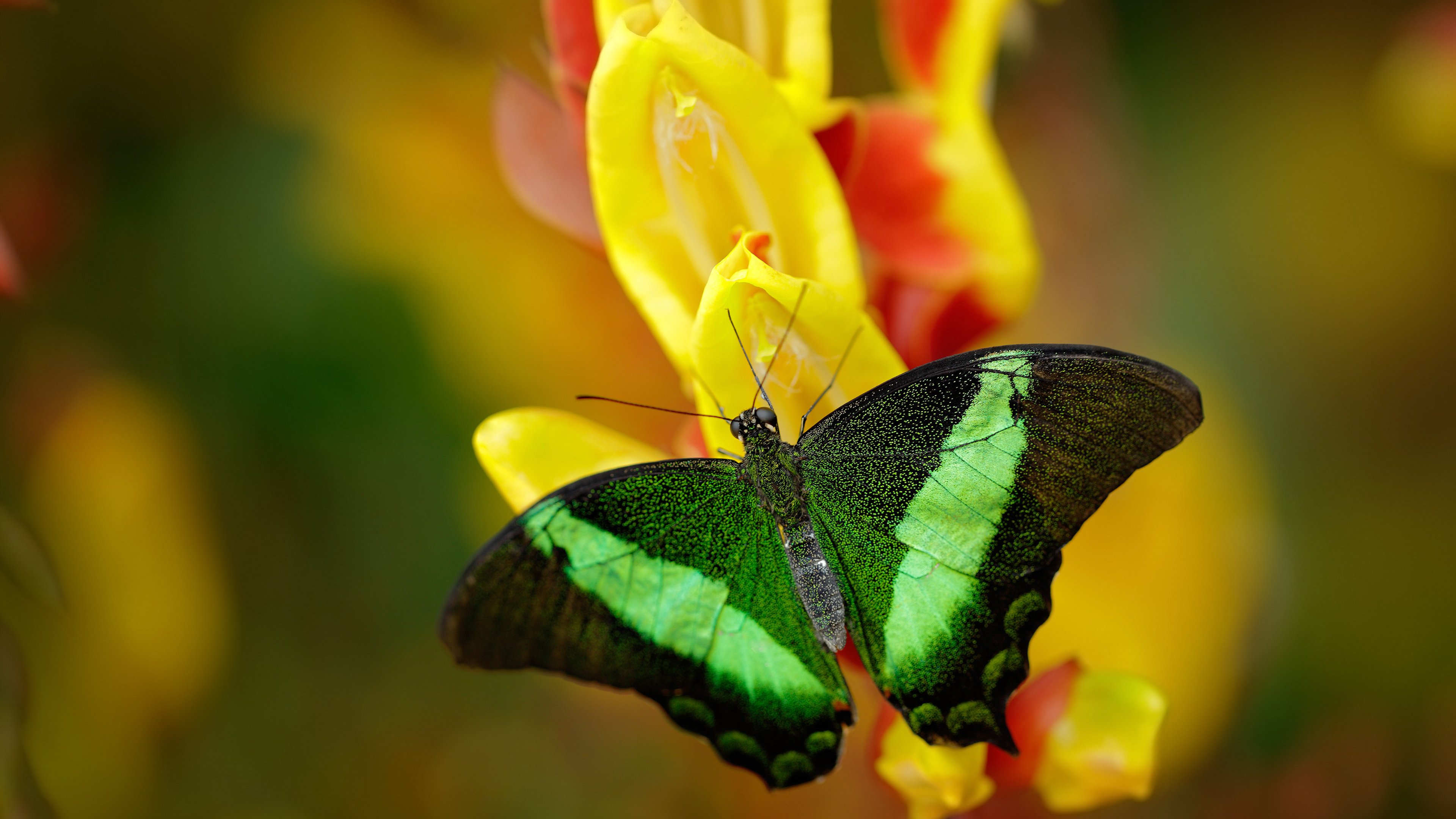 雨中狂想曲,索伯的完美逆袭与周冠宇的扛旗时刻