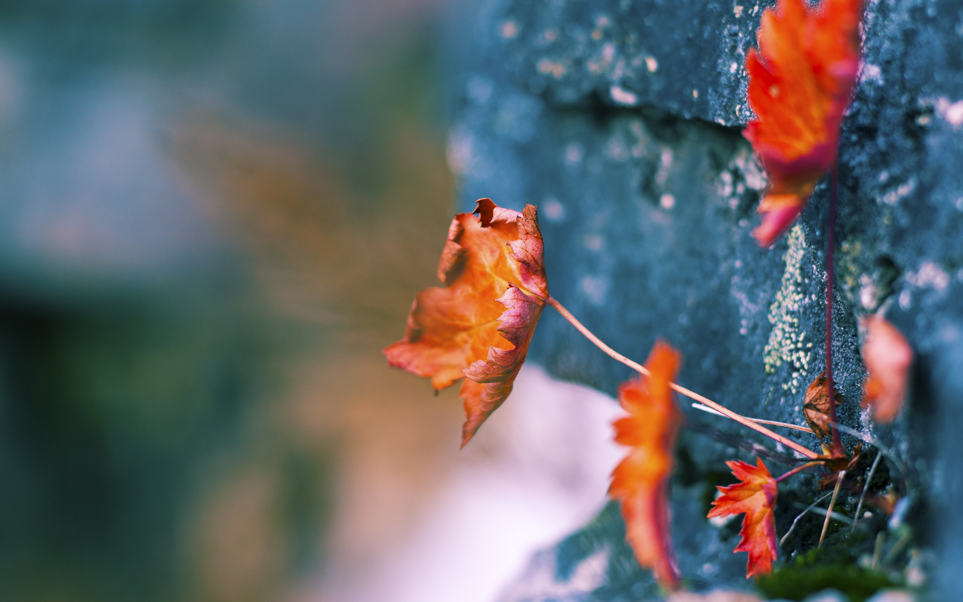 国家对决 vs 混合表演，戴维斯杯的战争仪式如何碾压联合杯，以及蒂姆的孤勇史诗