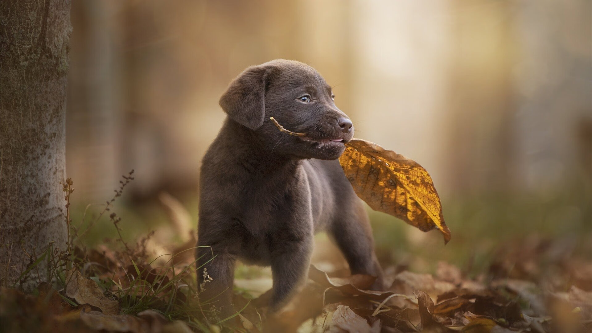 血战天山，当戈贝尔的铁拳砸响西域战鼓