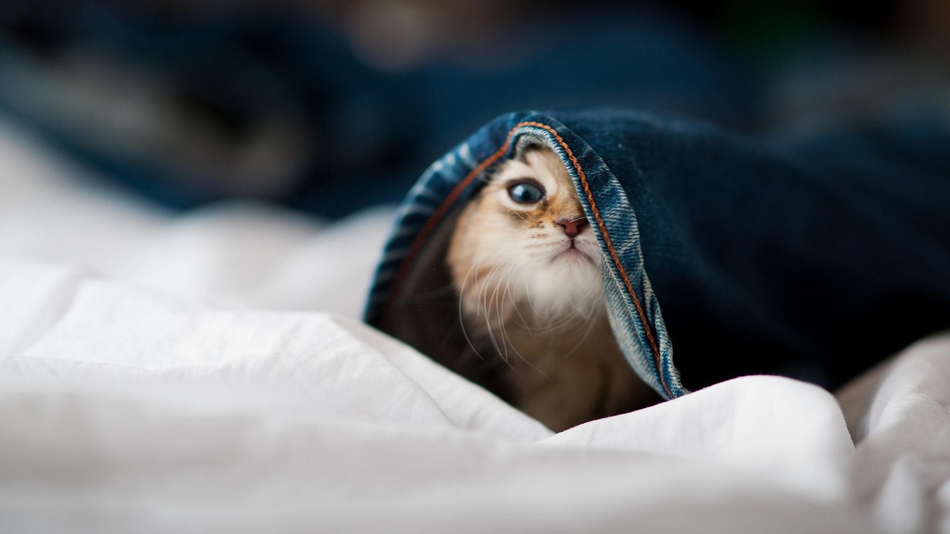 定义核心的完美表现，凯恩的领袖力助波兰在电光火石间斩落顽强的伊朗