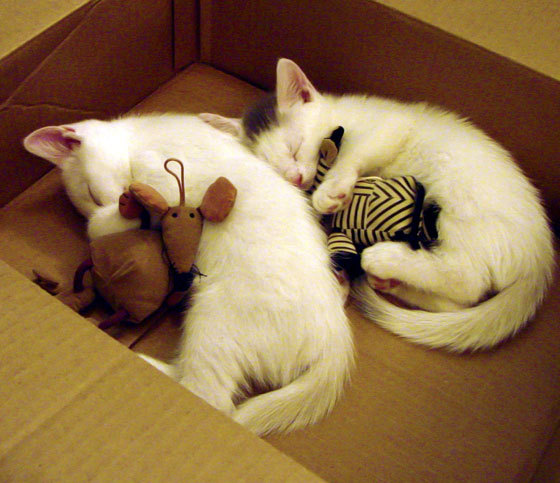 亚细亚的逆袭,当古老两河文明遇见火热门神,足球正在改写秩序