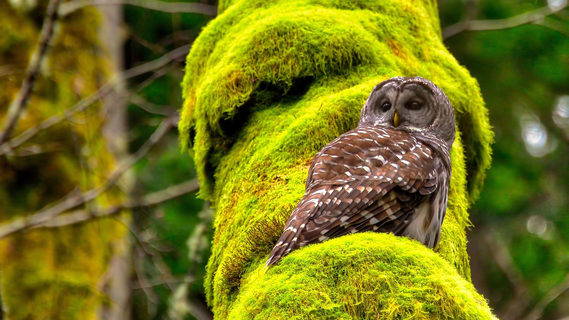 绝境之光,蒂亚戈如何成为阿根廷翻盘牙买加的关键先生