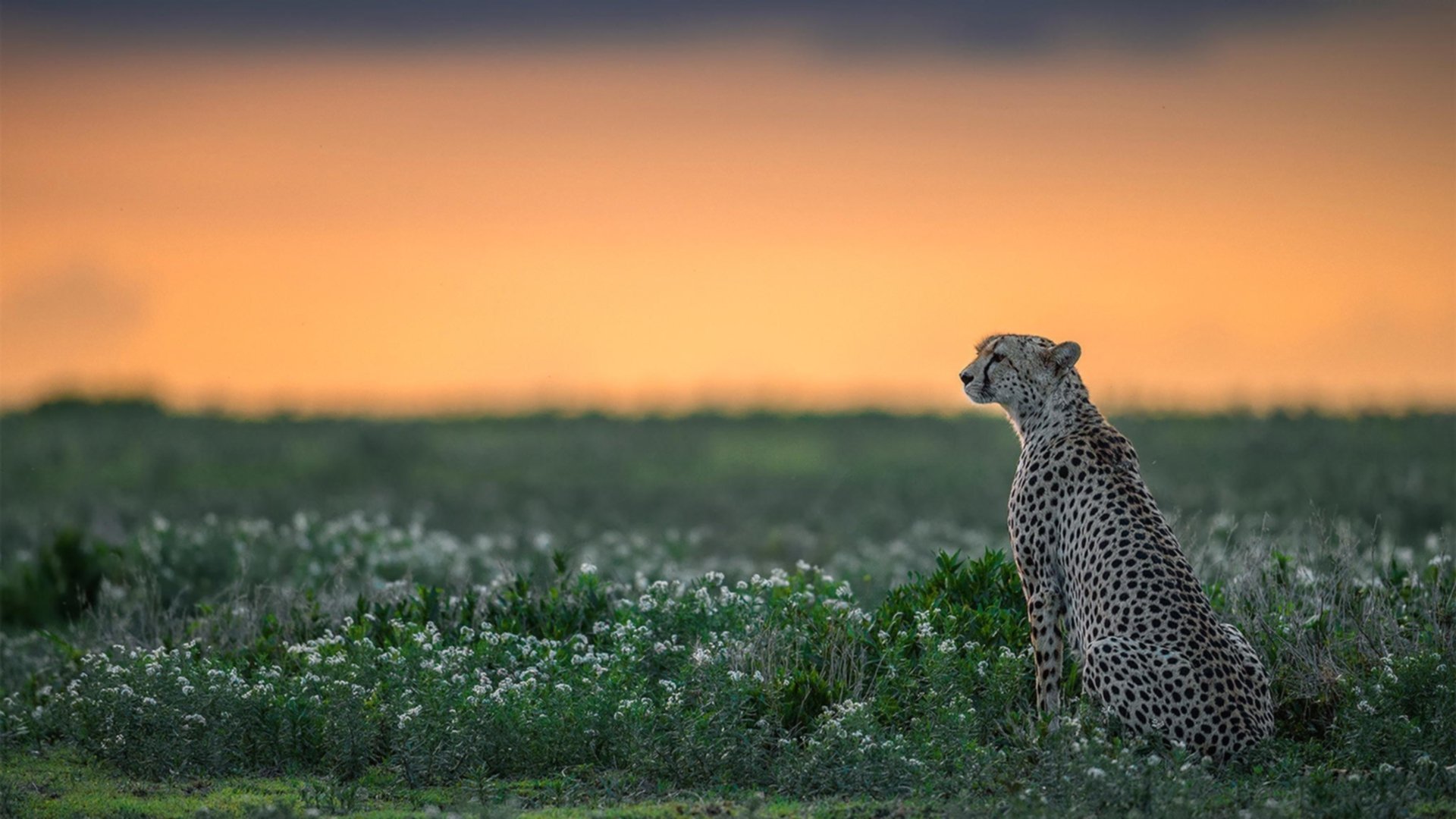 哨声改写历史，当广东宏远加时掀翻卫冕冠军，东契奇成为跨洋关键先生