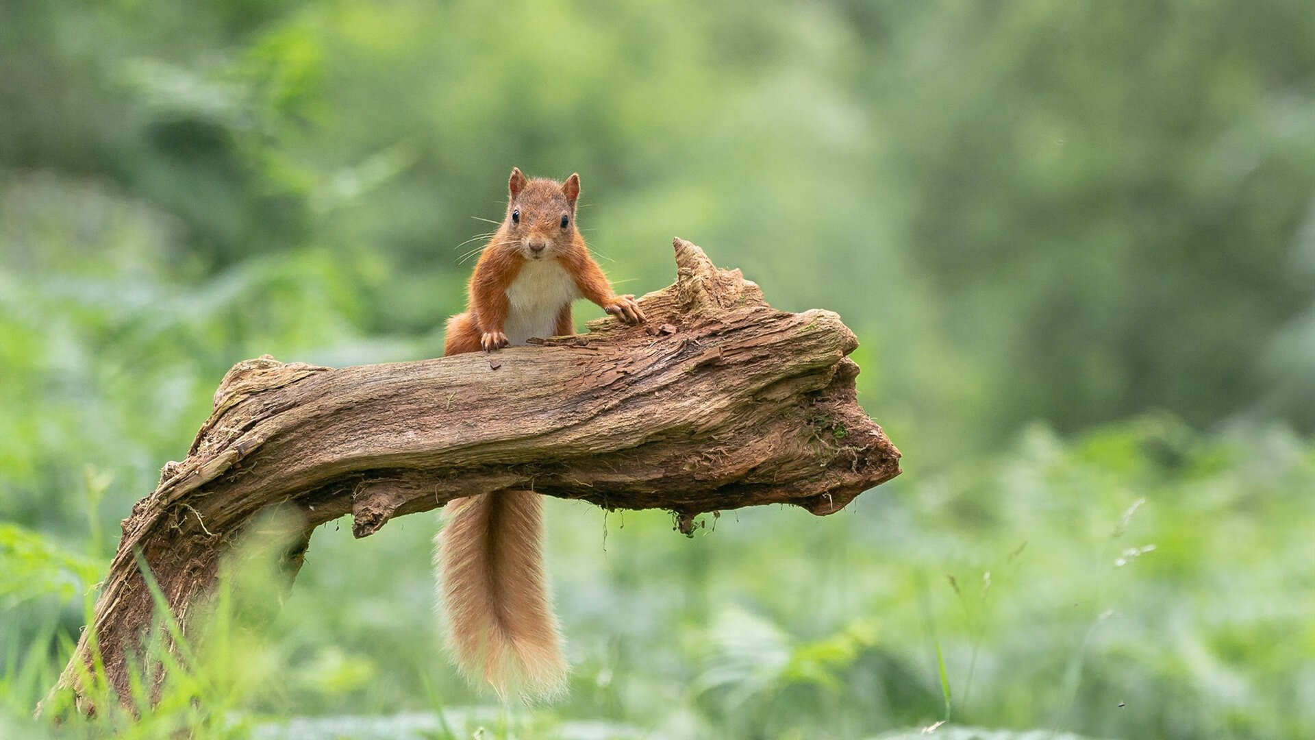 厄德高与澳大利亚的凌晨暗战,当国米险胜点燃世界排名争夺的镜像叙事