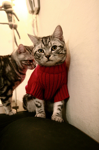 棋盘上的沙漠风暴,楚阿梅尼如何带领伊拉克将死阿根廷