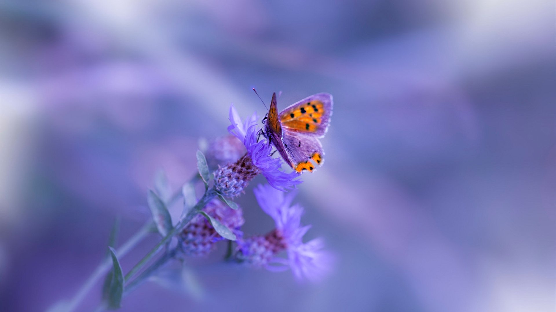 错位时空的荣耀,当欧冠决赛变成吉林对辽宁