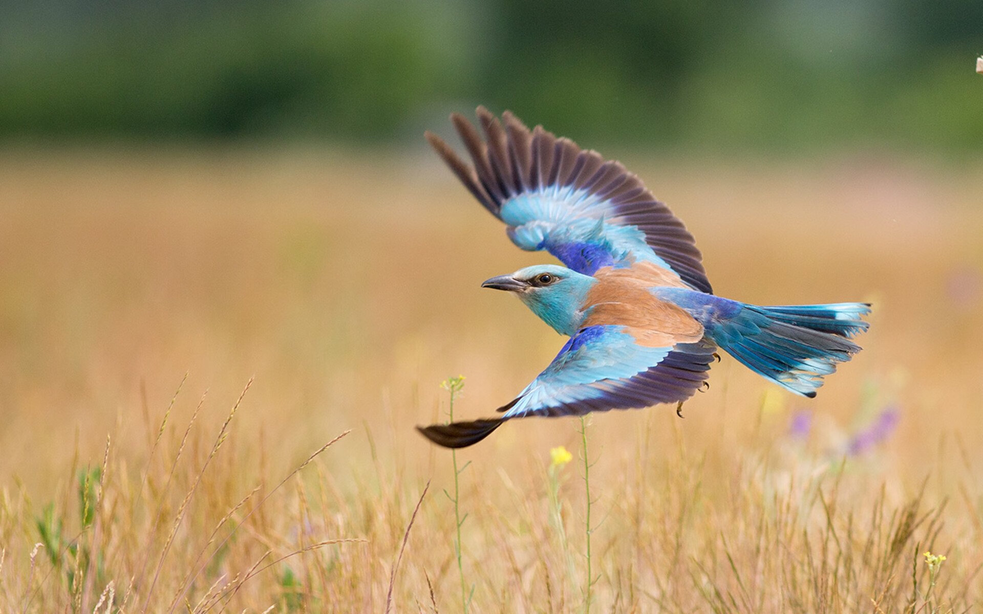 破界之夜,东契奇爆发映照北京队加时苦胜森林狼的篮球共鸣