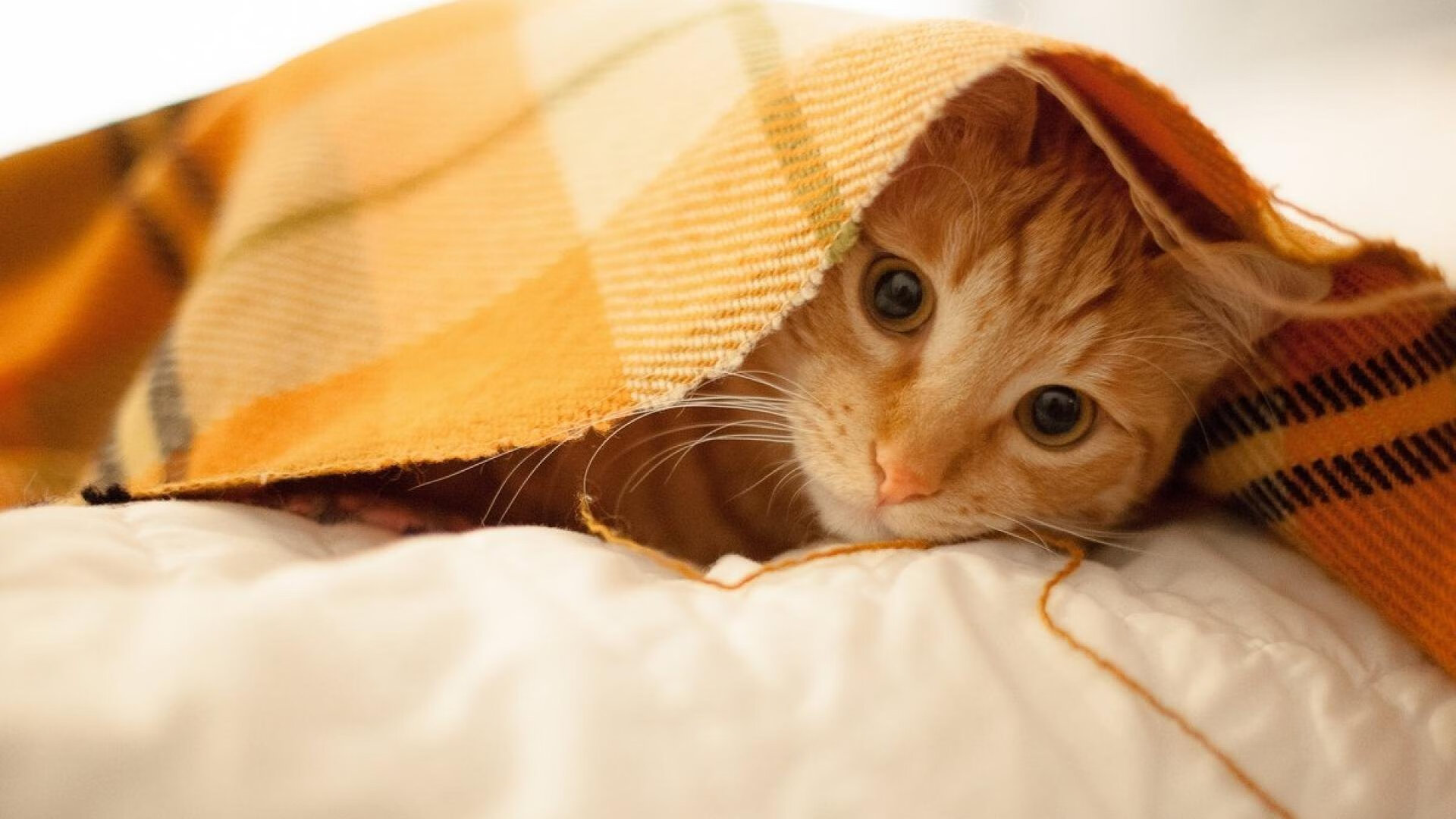 活塞霍勒迪36+9创历史最年轻纪录！末节17分强行终结湖人神话