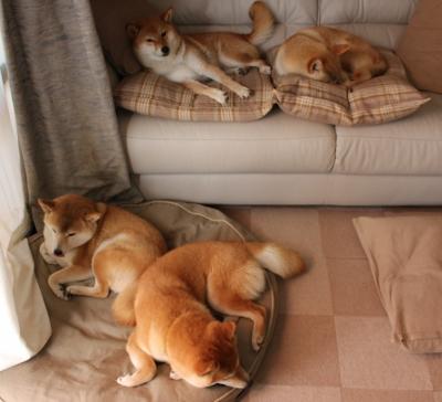 西风压倒东风,猛龙撕裂雷霆防线的龙吟时刻