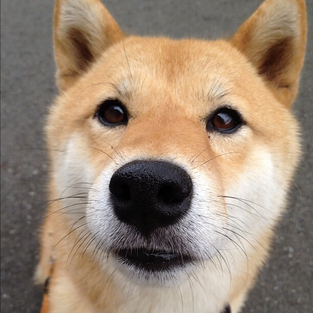 疆域无界,当新疆队带走独行侠,约基奇在平行时空站出来