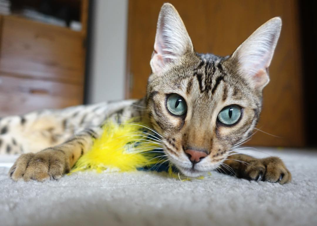 文班亚马狂飙43分砸碎工体铁幕！尼克斯强行终结北京队神话