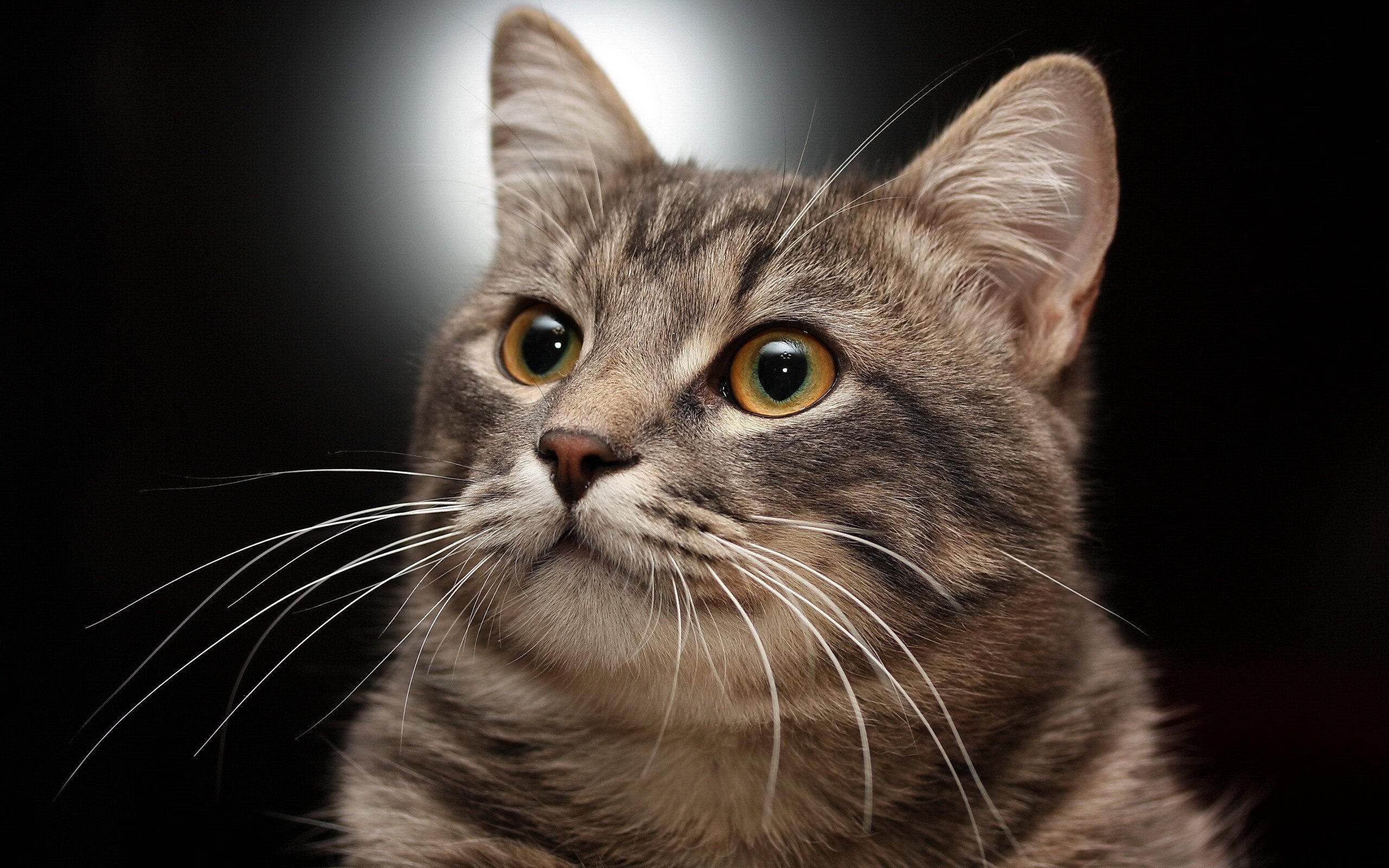 极光破暹罗,2026世界杯F组冰岛奇阵绞杀泰国,金童加维独舞点燃北美之夜