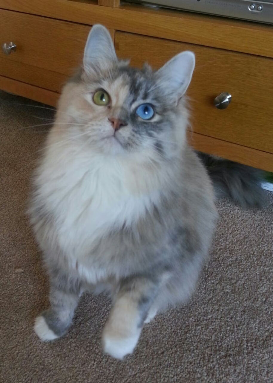 恒河之蓝撞上喀尔巴阡之鹰,卢卡库的钢铁支点,如何撬动2026世界杯A组的命运天平?
